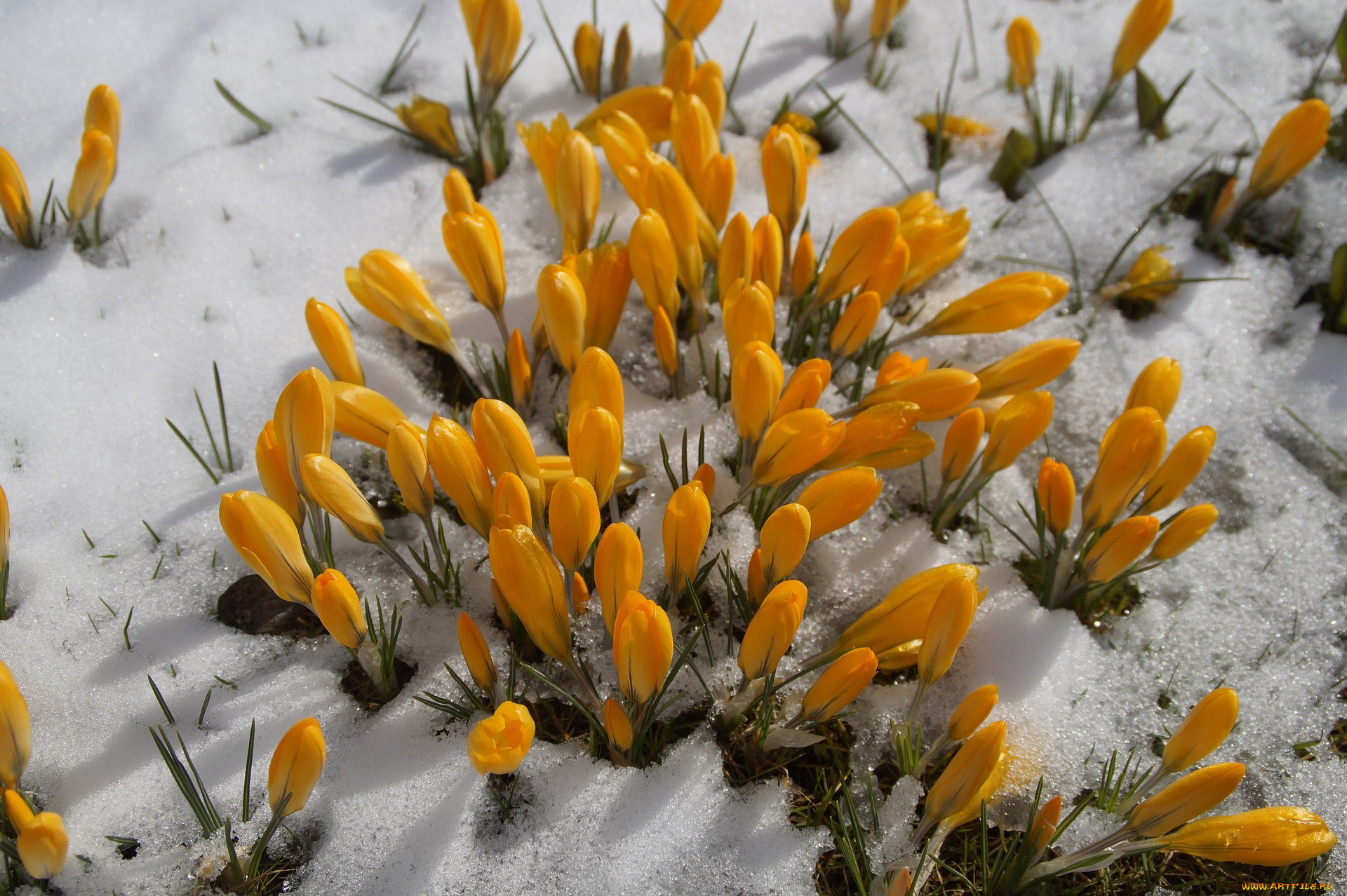 Желтые крокусы в снегу